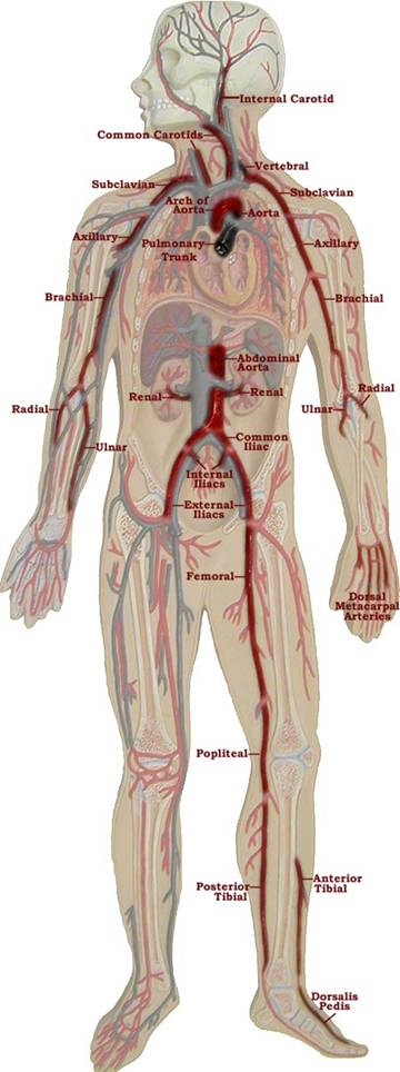 ArteryMan.jpg