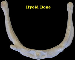 labeled hyoid
