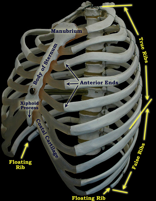 labeled rib cage