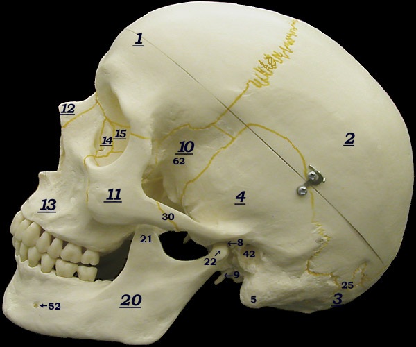 Skull-side view