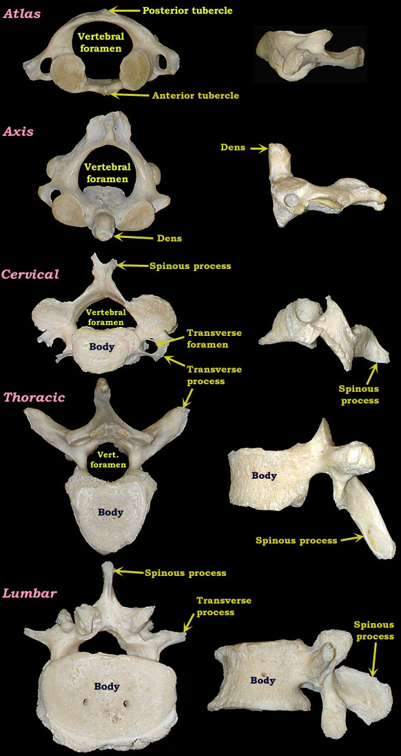 all vertebrae