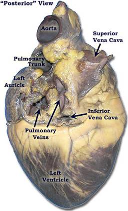 Heart-Posterior-labled.jpg