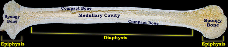 labeled section of long bone