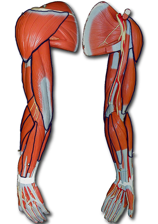 Photo of arm muscle model with outlines of key muscles