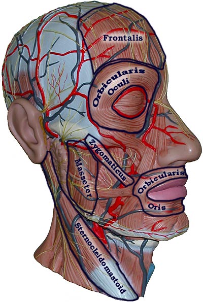 Photo of Face Muscle model with outlined and named muscles