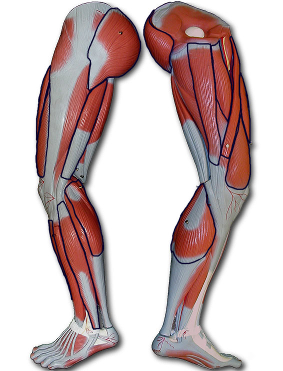 Photo of leg muscle model with outlines of key muscles