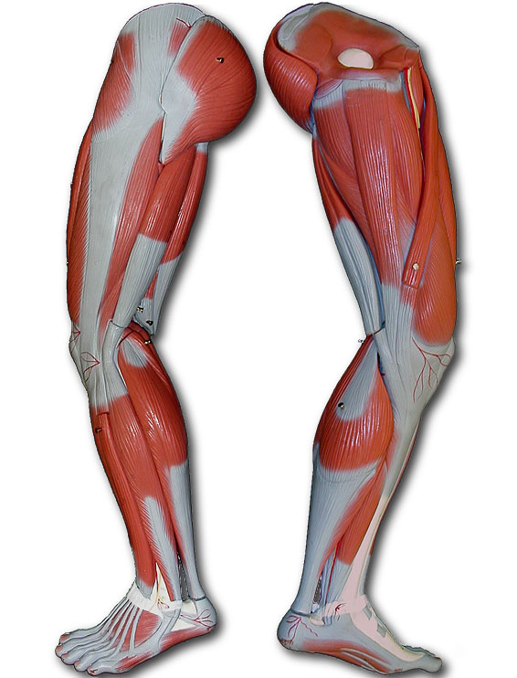 Photo of leg muscle model without markings