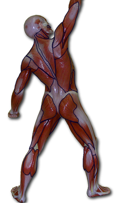 Photo of muscle man back with outlines of key muscles