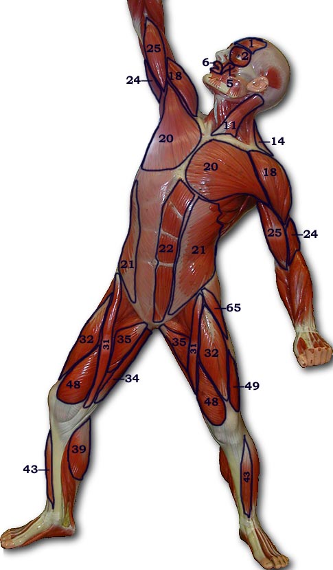 Photo of Muscle Man front with outlined and numbered muscles