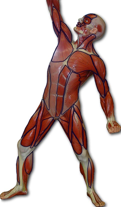 Photo of muscle man front with outlines of key muscles