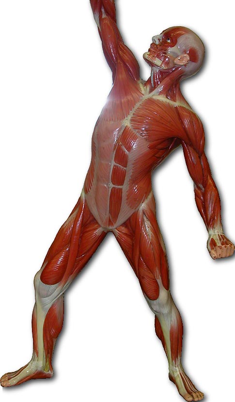 Photo of muscle man front without markings