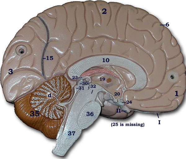 Brain model-mid-saggital view