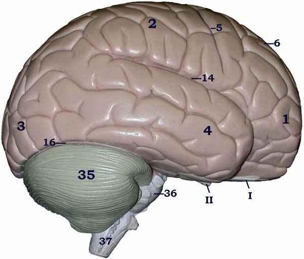 Brain model-superficial view