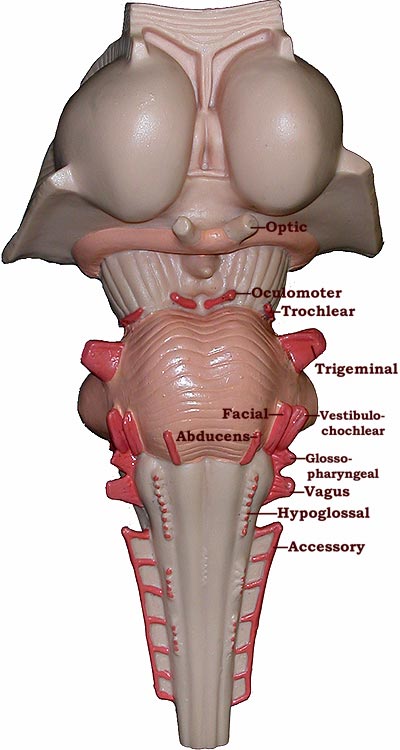 Photo of brainstem model with names of nerves