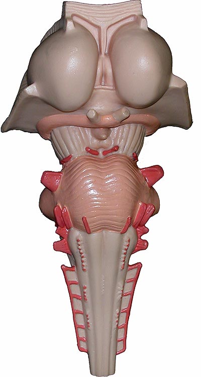 Photo of brainstem model without markings