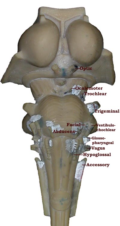 Photo of old-style brainstem model with names of nerves