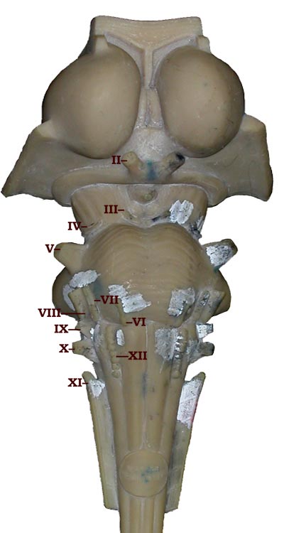Photo of old-style brainstem model with Roman numerals