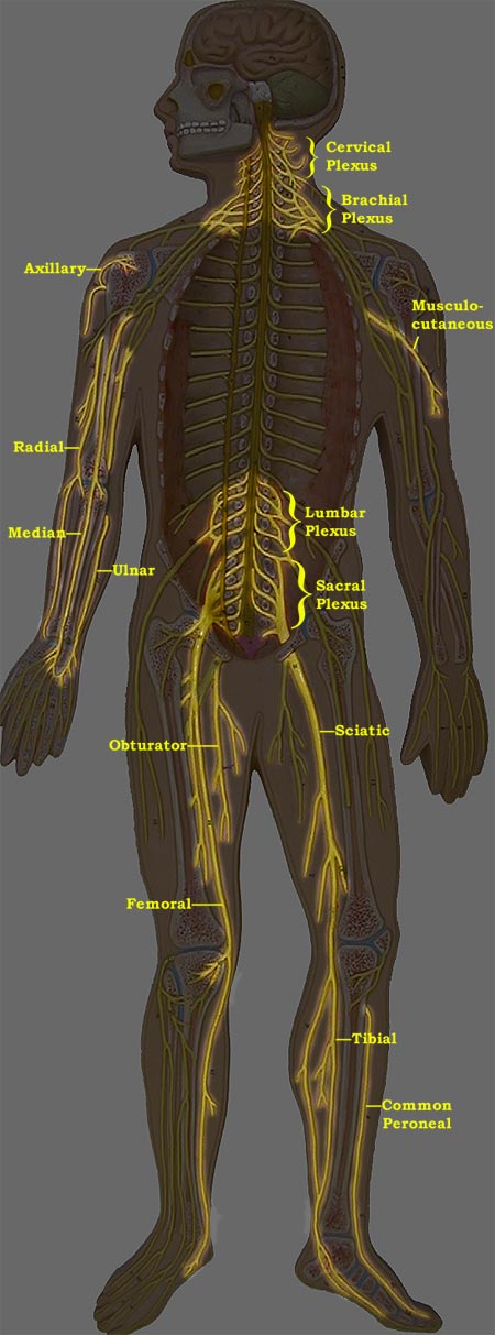 Photo of Nerve Man model with highlighted and labled nerves