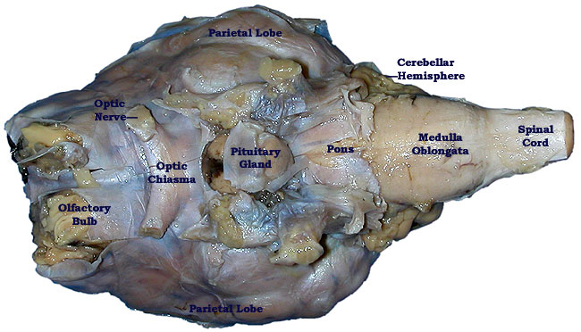 Pickled Sheep Brain-superficial inferior view