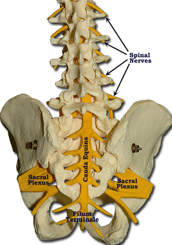 Spinal cord hanging model