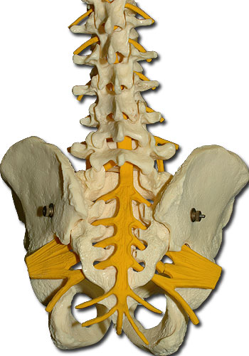 Spinal cord hanging model