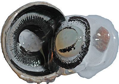 Anterior portion of coronally sectioned cow eye