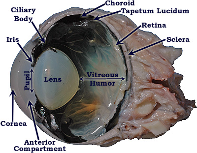 cow eye sagittal section