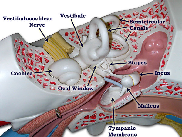 superior view of ear model (labeled)