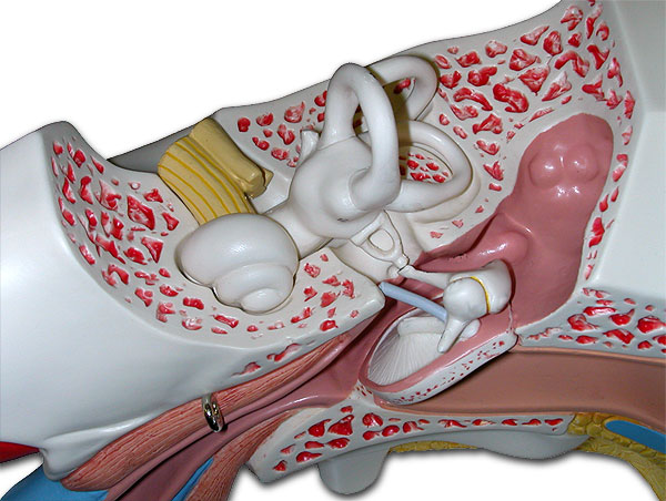 superior view of ear model