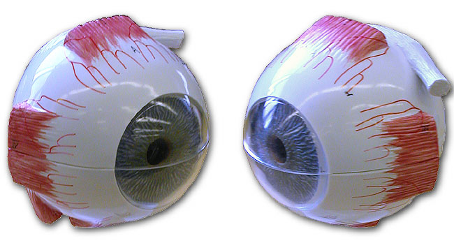 External view of eye model