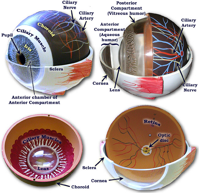 internal view of eye model