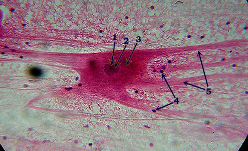 neuron smear slide