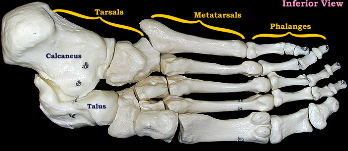 foot bones-inferior view-labeled