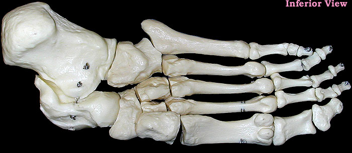 foot bones-inferior
