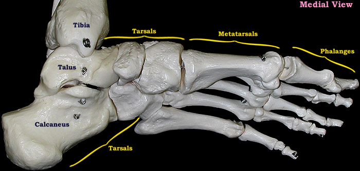 foot bones-medial view-labeled