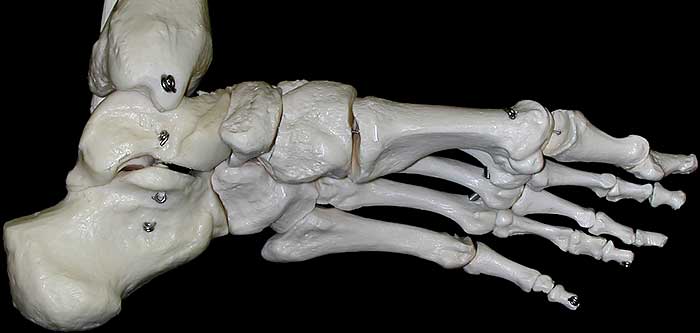 foot bones-medial