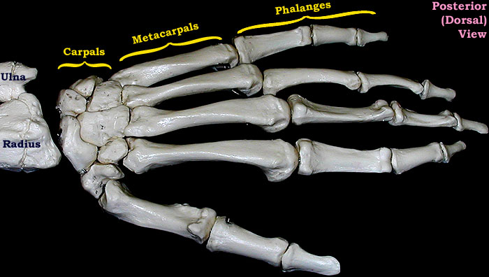 hand bones-dorsal view-labeled