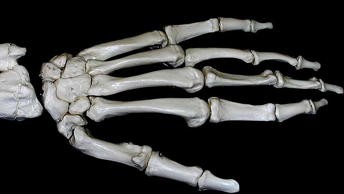 hand bones-dorsal