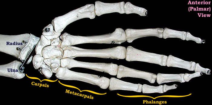 hand bones-palmar view-labeled