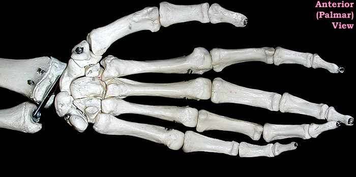 hand bones-palmar