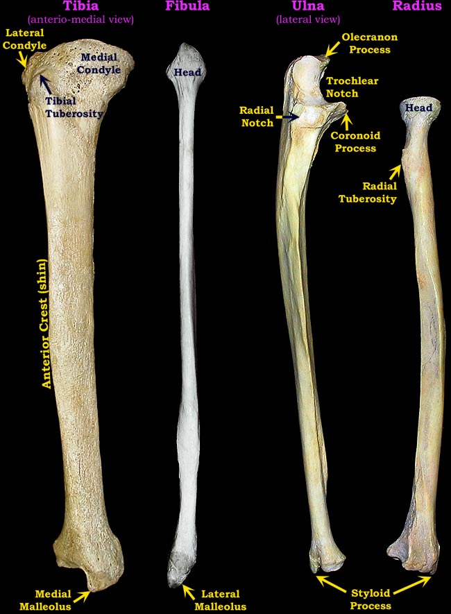 lower limb bones labeled