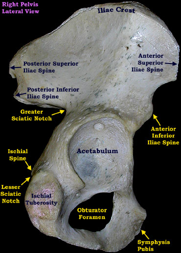 markings of the pelvis