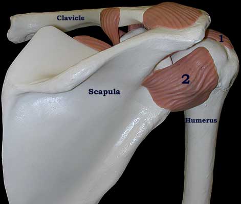 shoulder joint model
