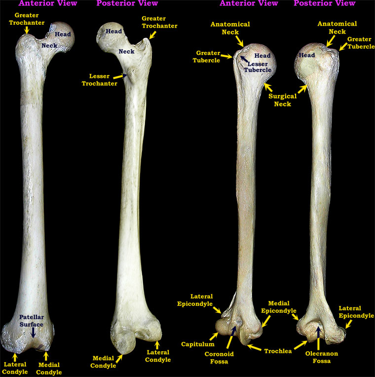 Proximal limb bones labeled