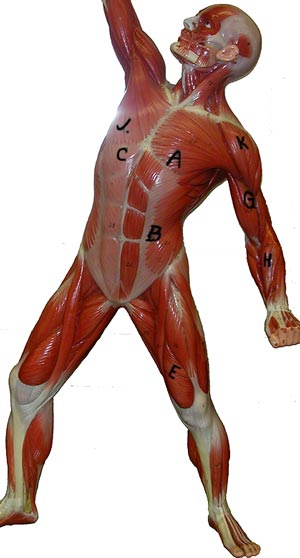 Photo of Muscle Man model