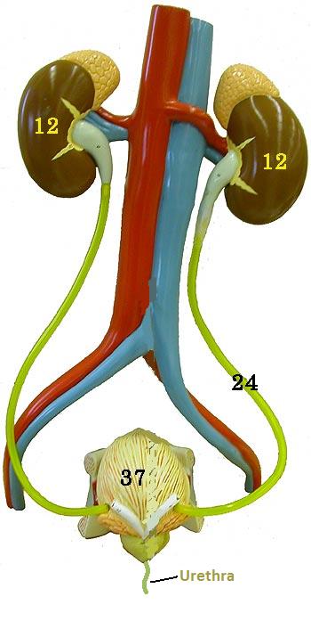 Urinary system model