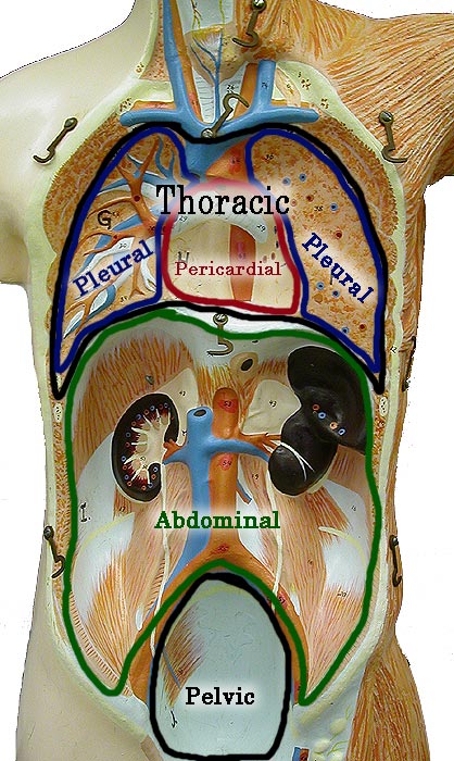 Photo of body cavity torso (with lables)