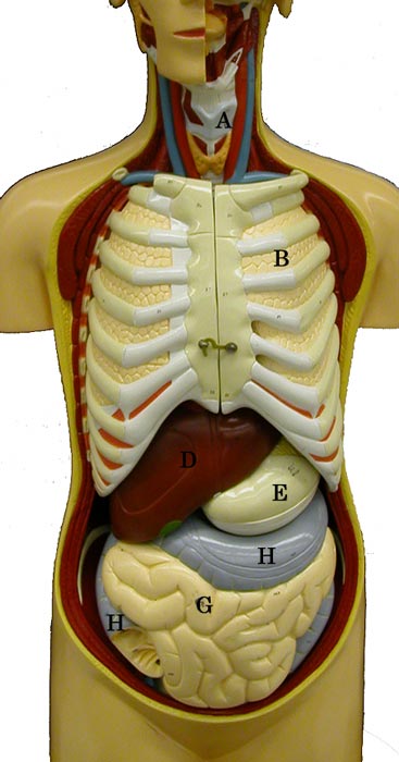 Torso model with all organs