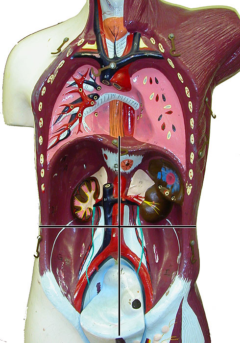 Photo of abdominopelvic torso (no lables)