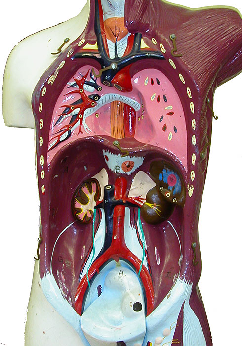 Lab 1--Abdominopelvic Quadrants & Regions